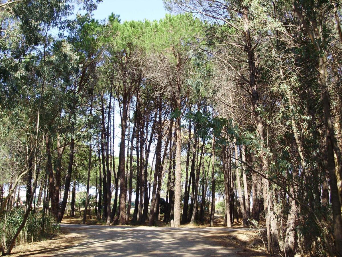 Appartement F1 Calvi A 150 Metres De La Plage Eksteriør billede